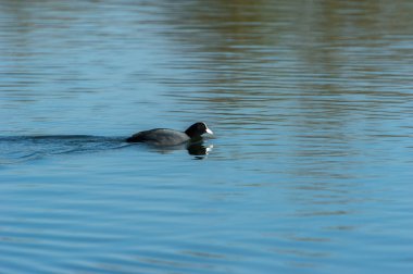 Ortak yüzme moorhen