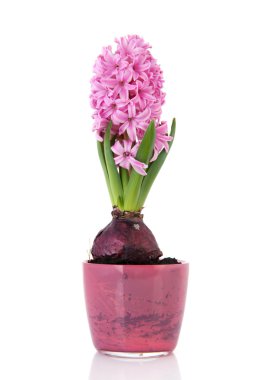 pembe sümbül