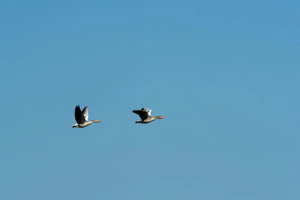 Flying gooses