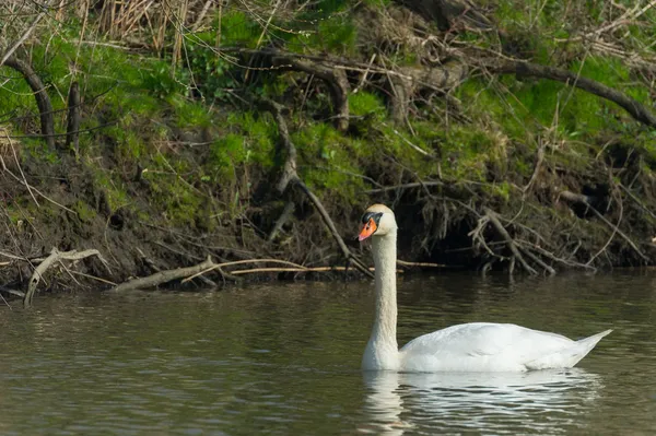 White Mute swan — Stock Photo, Image