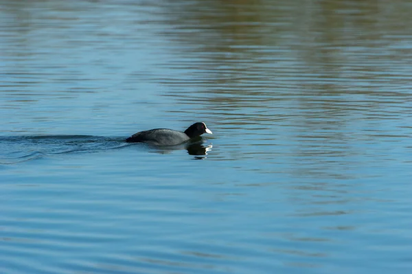 Nuoto comune Moorhen — Foto Stock