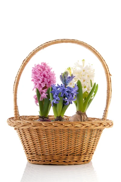 Mand kleurrijke hyacinten — Stockfoto