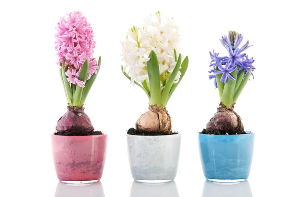 Barevné řádek hyacinty — Stock fotografie