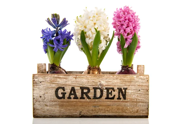 Pink, blue and white hyacinth in wooden crate — Stock Photo, Image