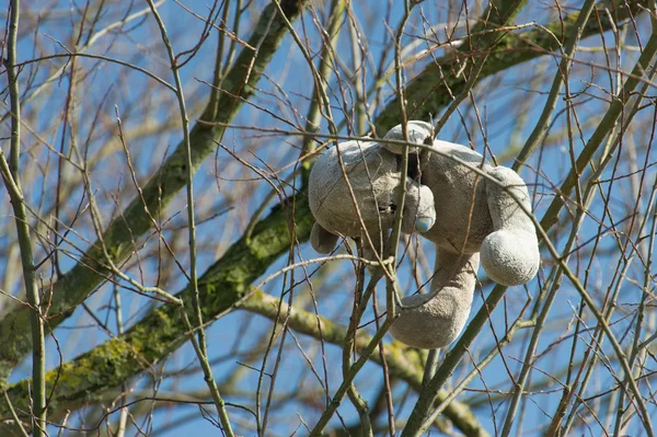 木にぶら下がっている古いぬいぐるみ — ストック写真