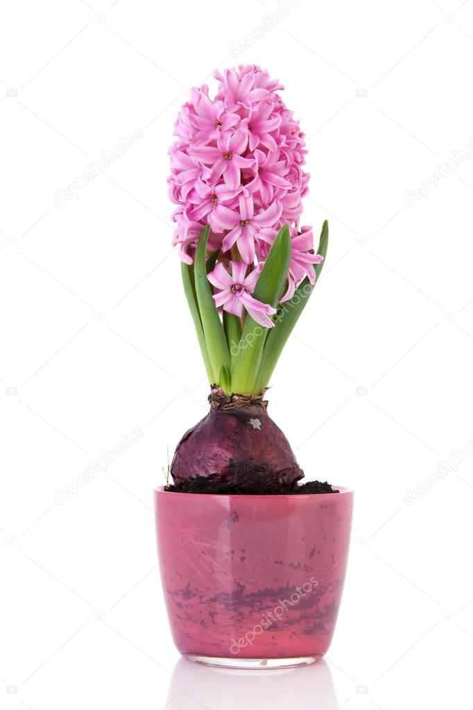 Pink Hyacinth