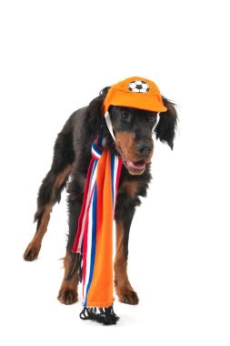 Hollandalı futbol köpek