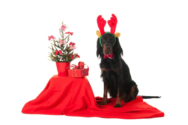 クリスマス犬として gordon セッター — ストック写真