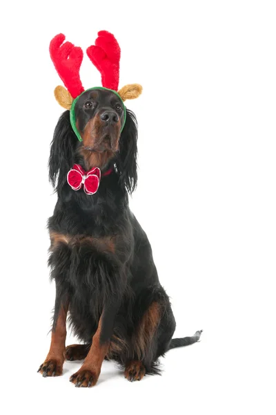 Köpek Ren geyiği Noel için giyinmiş. — Stok fotoğraf