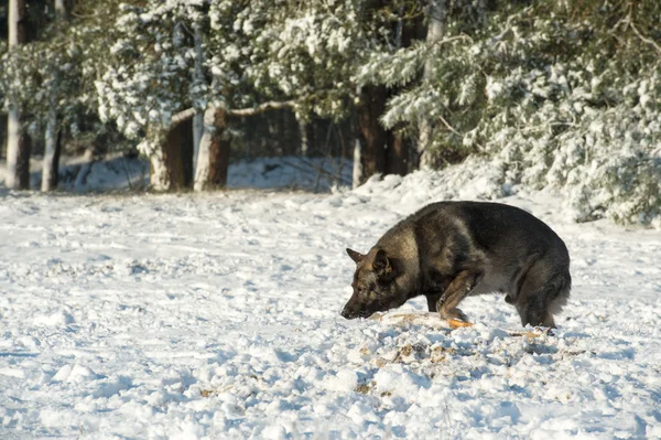 Cão na neve — Fotografia de Stock