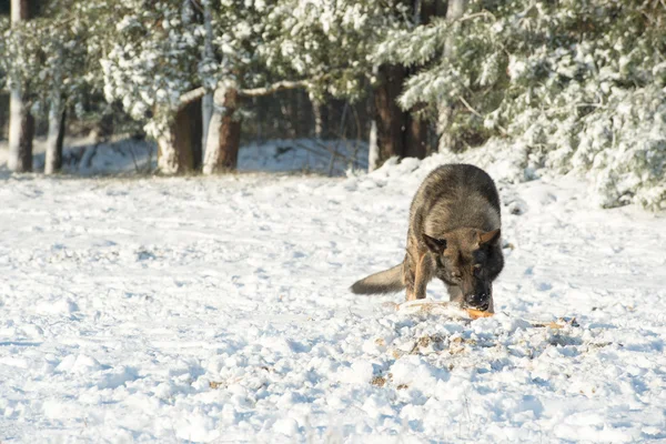 Hund i snön — Stockfoto
