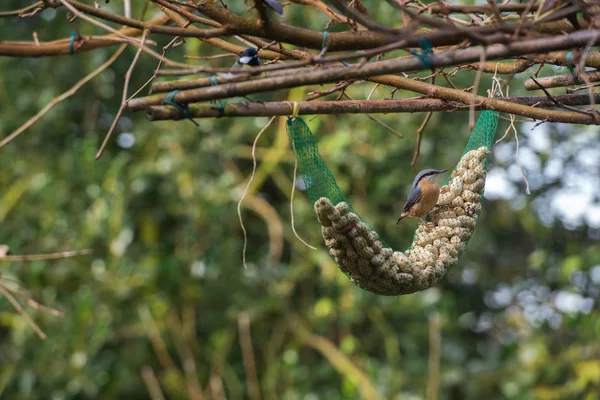 Alimentar os pássaros no jardim — Fotografia de Stock