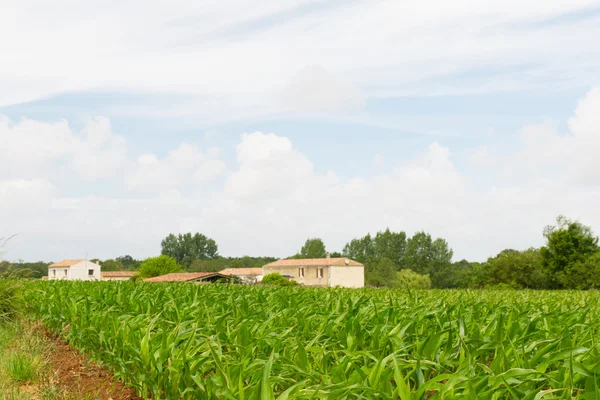 Paesaggio francese con campi di mais — Foto Stock