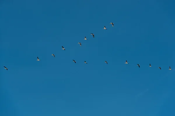 비행 gooses — 스톡 사진