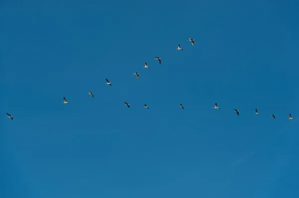 Gansos de voo — Fotografia de Stock