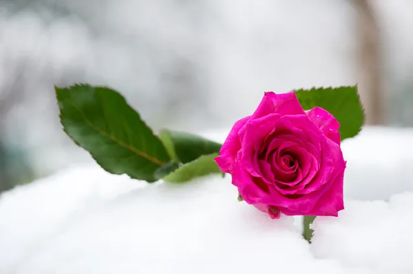 Rosa rosa en la nieve —  Fotos de Stock