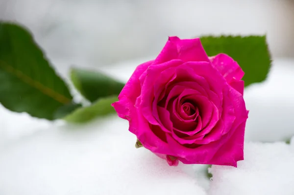 Rose rose dans la neige — Photo