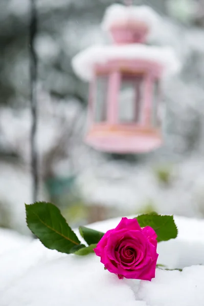 Pink rose in the snow with lantern — Stock Photo, Image