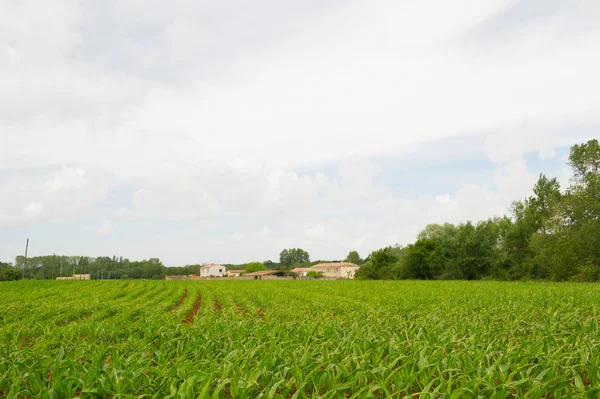 Paisaje francés con campos de maíz — Foto de Stock