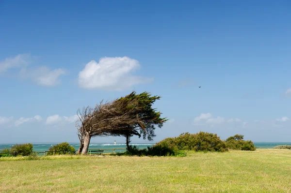 바람이 나무와 풍경 — 스톡 사진