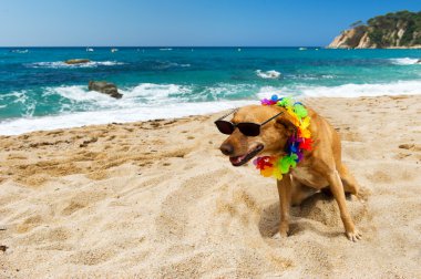 köpek tropikal tatil