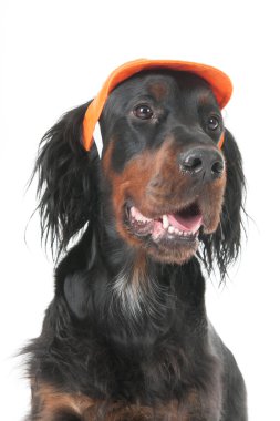 Hollandalı futbol köpek