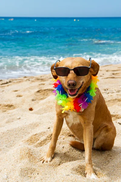 Χαλαρωτικό σκύλος στην παραλία — Φωτογραφία Αρχείου
