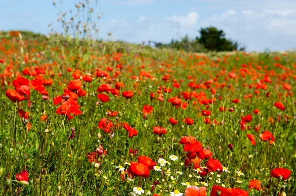 Campos con amapolas rojas — Foto de Stock