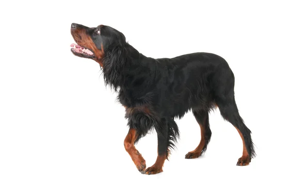 Gordon Setter — Stok fotoğraf