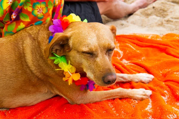 Hombre tendido con perro en la playa —  Fotos de Stock