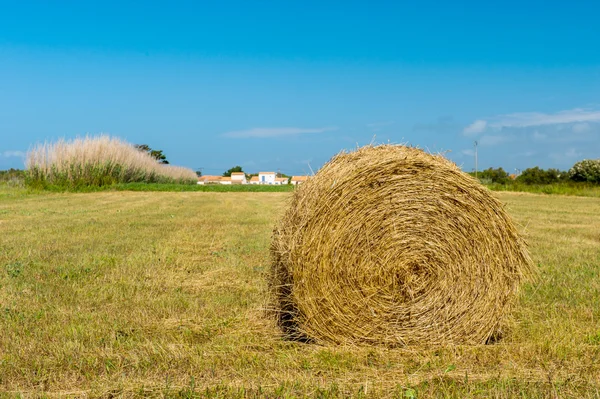Bale hay in agriculture landscape — Stock Photo, Image