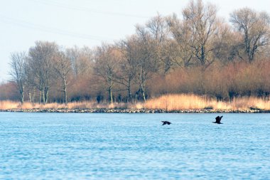 Uçan Hollandalı doğa üzerinde büyük karabatak