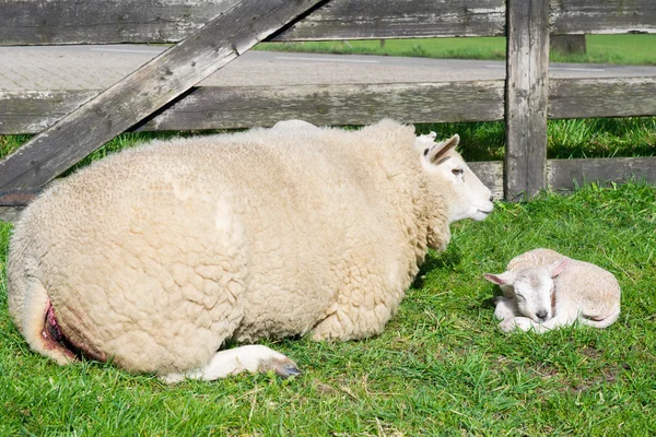 Fåren med bara född lamm under våren — Stockfoto