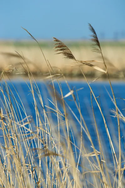 Reed em frente ao lago — Fotografia de Stock