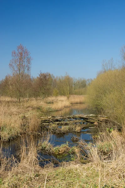 Bažina — Stock fotografie