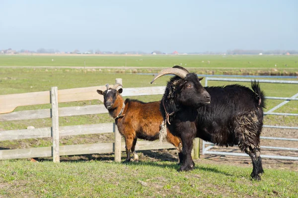 Pareja cabras en el paisaje — Foto de Stock