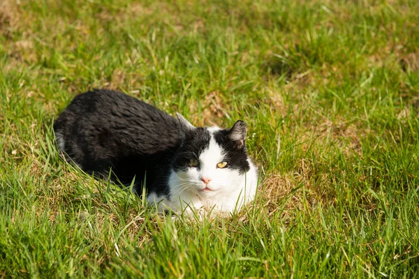검정 고양이와 흰 고양이 — 스톡 사진