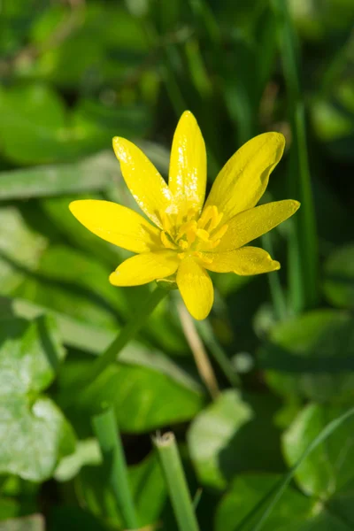 Lesser stinkende gouwe — Stockfoto