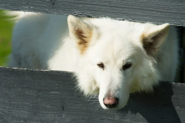 Weißer Wachhund — Stockfoto