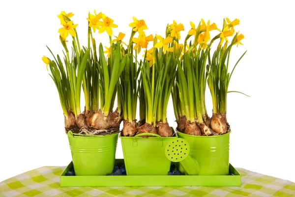 Daffodils in spring — Stock Photo, Image