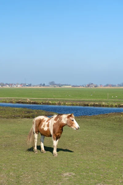 Horse in landscape — Stock Photo, Image