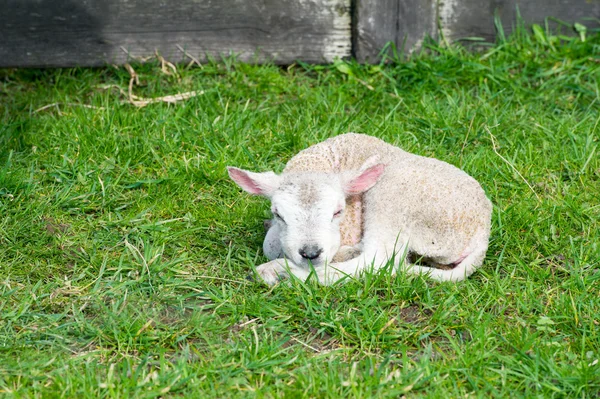 Net geboren lam — Stockfoto