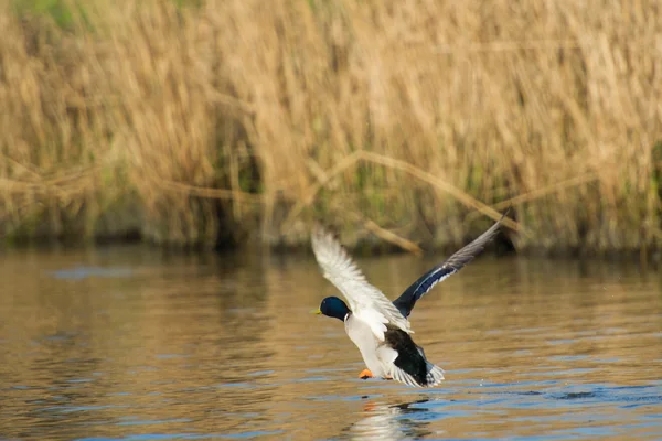 Pato salvaje volando desde el agua — Foto de Stock
