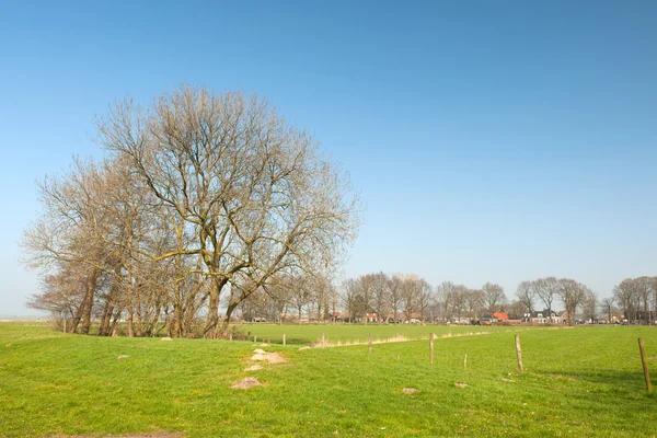Agrarische landschap in Nederland — Stockfoto