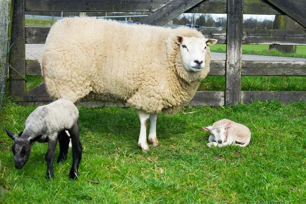 Fåren med bara född lamm under våren — Stockfoto