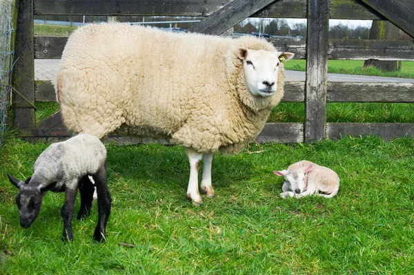 Schapen met net geboren lammeren in het voorjaar van — Stockfoto