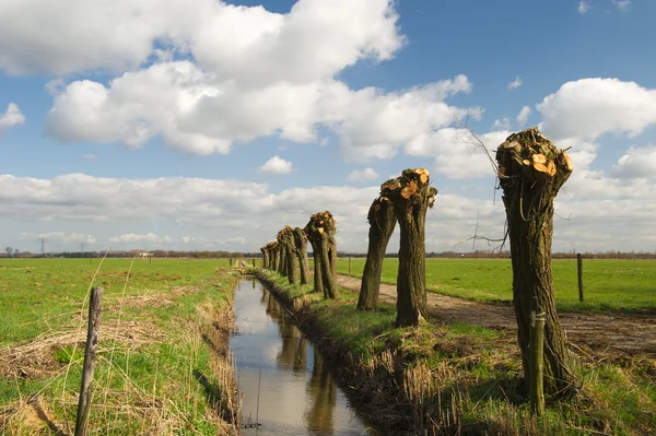 Spring in Holland — Stock Photo, Image