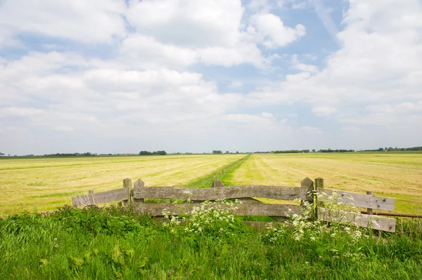 Agricoltura in Olanda — Foto Stock