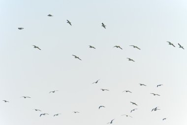 uçan martıları