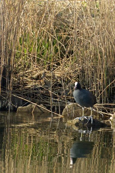 Comune Moorhen in natura — Foto Stock